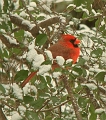 CardinalSnow08 (Medium)